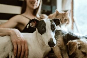 Welke kleuren zien honden
