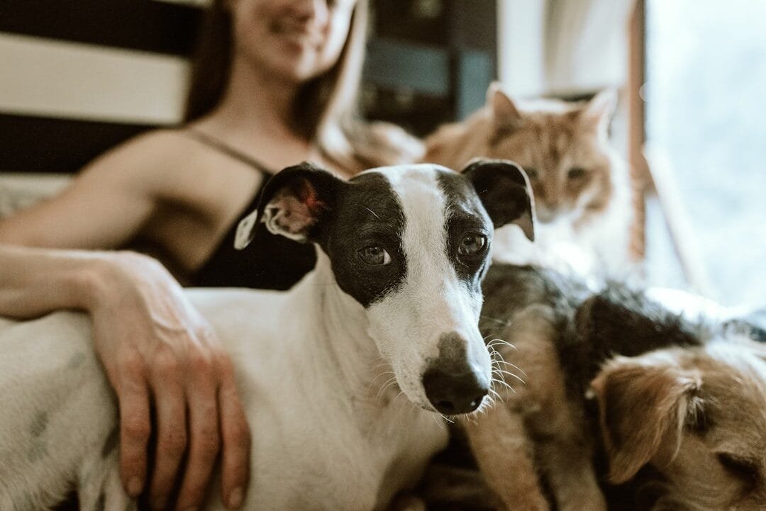 Welke kleuren zien honden