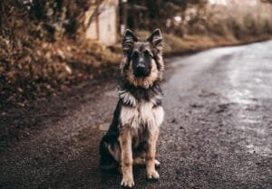 10 beste waakhondenrassen