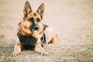 Brown German Sheepdog Alsatian Wolf Dog Wearing In Special Train