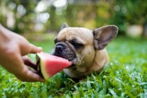 Closeup of a French Bulldog eating a watermelon slice in the park.