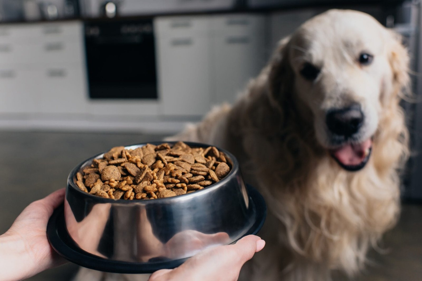 Das beste Hundefutter