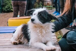 Tos de las perreras en perros