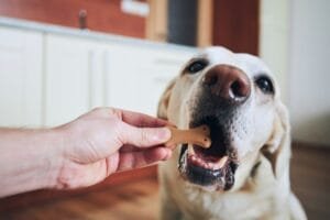 Cómo funciona la digestión perro
