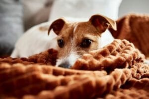 Hoe houd ik mijn hond bezig als ik er niet ben?