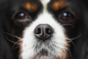 Verstopte neus hond