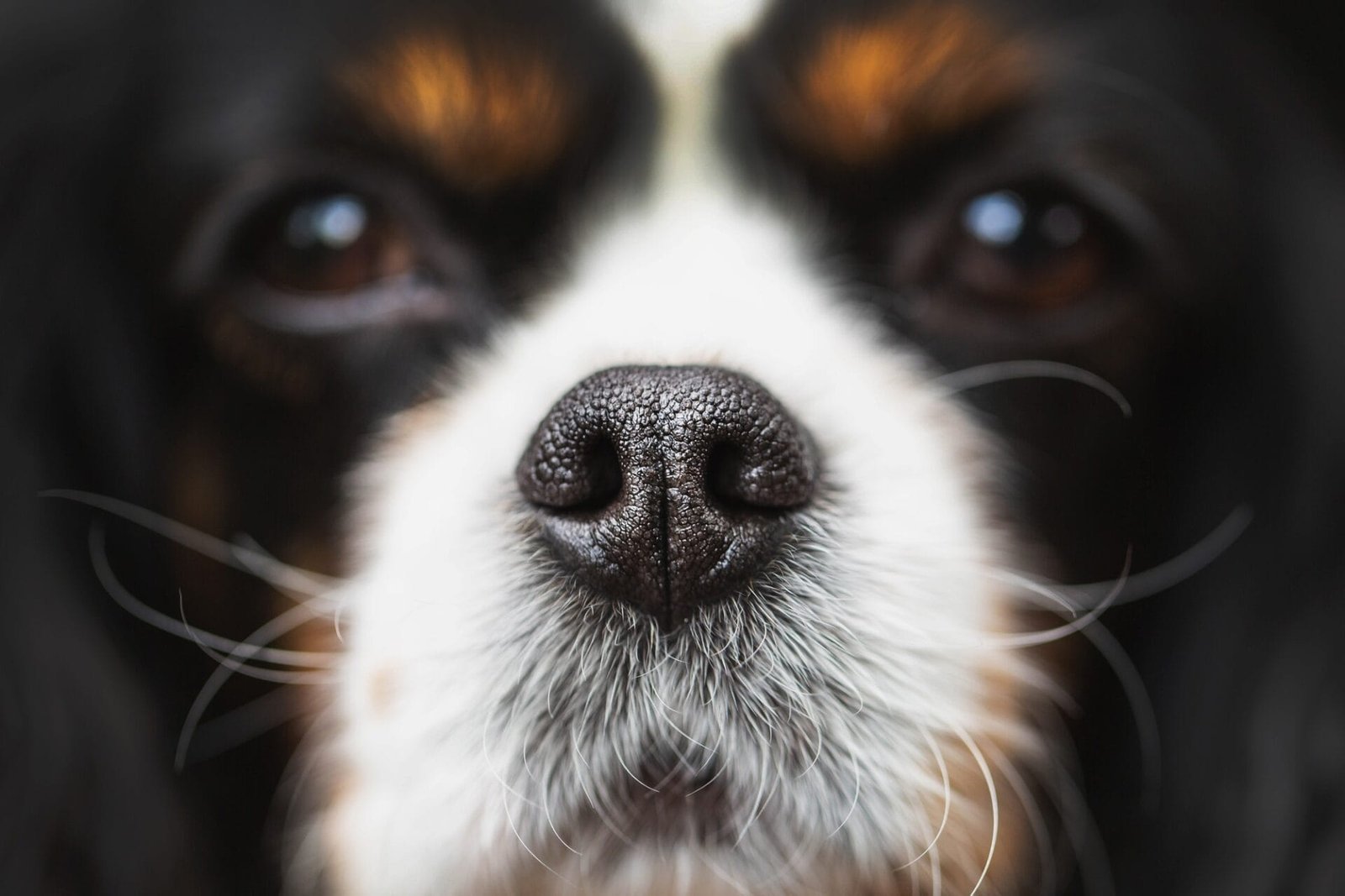 Verstopte neus hond