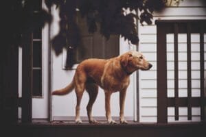 Dog outside of neighborhood home