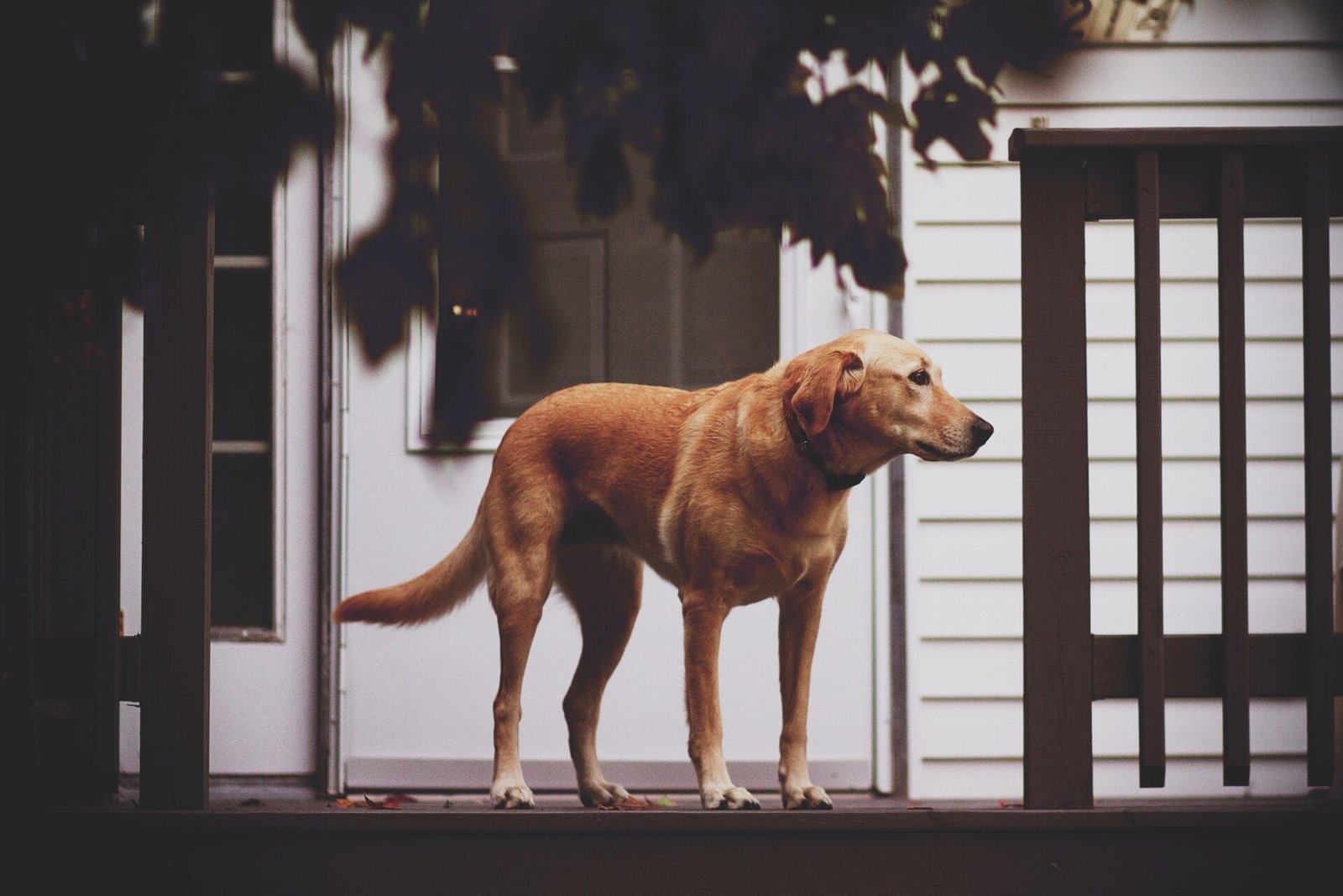 Dog outside of neighborhood home