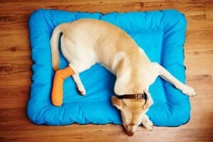 Dog with broken leg