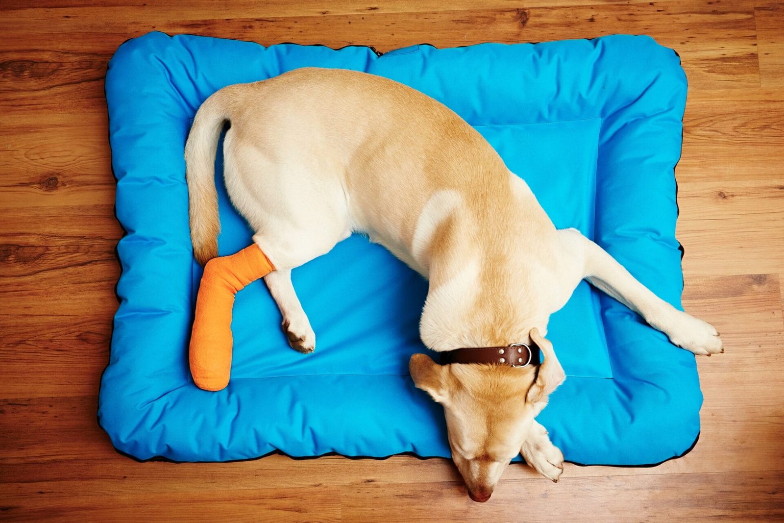 Dog with broken leg