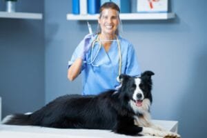 Hartworm bij honden