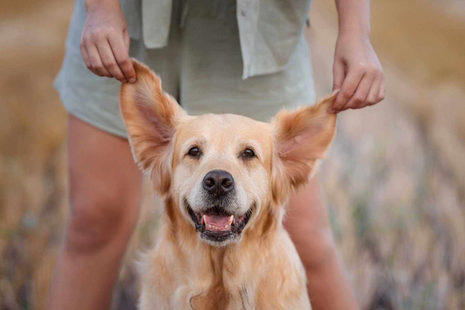 Cómo tratar la otitis del perro