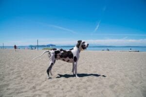 Handsome harlequin Great Dane dog on sandy beach.