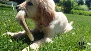 hertengewei-hond-eten