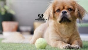hond wil niet eten