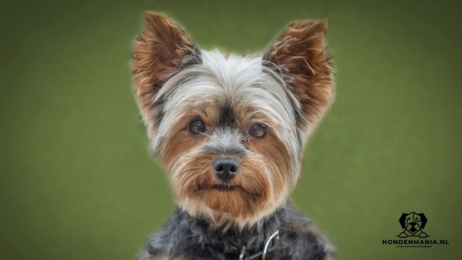 Hunderasse-Yorkshire-Terrier