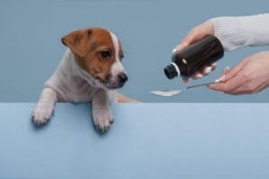 jack russell terrier perro tomando la medicina, el tratamiento del perro concepto