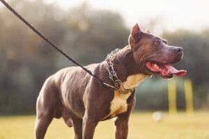 Pit bull is having a walk outdoors. Autumn season