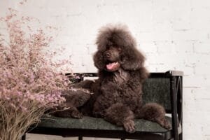 Perro caniche. Primer plano de cabeza de caniche chocolate. Perro rizado. Peluquería canina. Peinado de perro