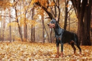 Powerful Doberman dog on an autumnal background, with leaves of gold and rust surrounding, exuding s