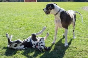 Raza de perro Gran Danés