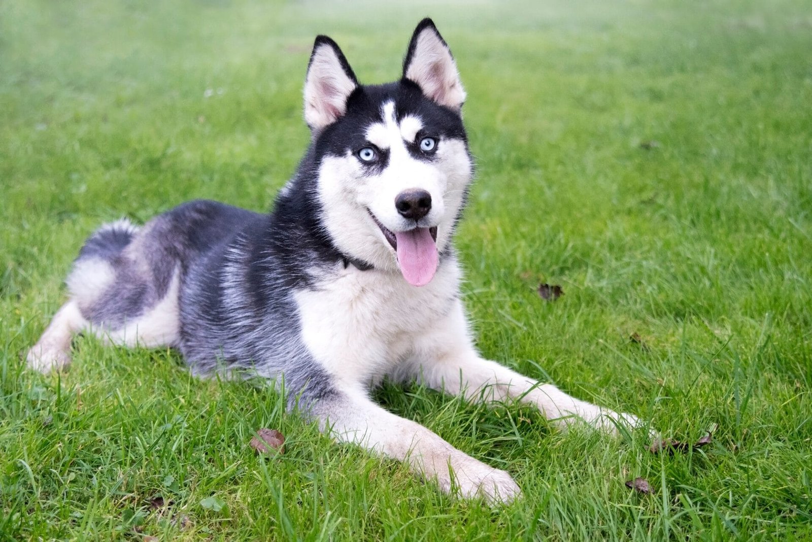 siberian husky sits