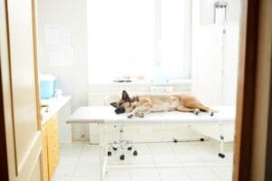 Wat is de grootste doodsoorzaak bij honden?