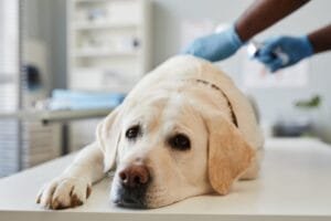 Borreliose bij honden