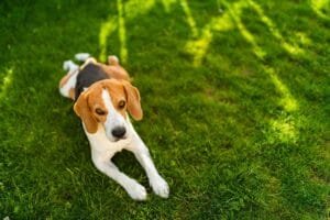 Hond eet gras
