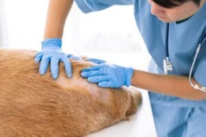 Ein nicht identifizierter Tierarzt untersucht das Hautproblem eines Hundes in einem Krankenhaus oder einer Tierklinik.