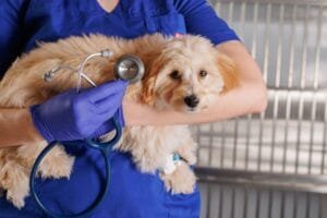 Giardia