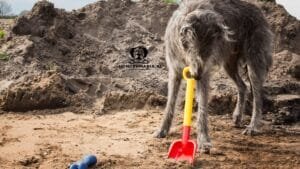 waarom-begraaft-mijn-hond-haar-bot