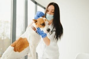 Huidinfecties bij honden