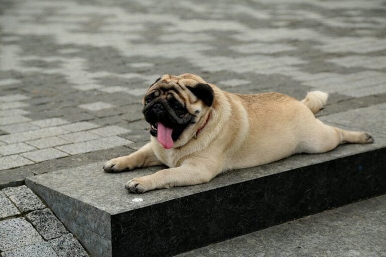 hond afvallen