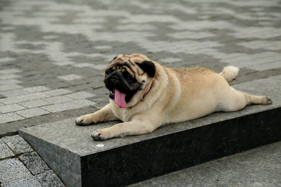 hond afvallen