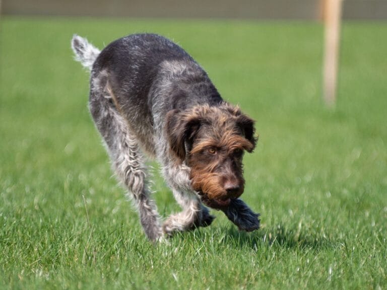 Deutsch Drahthaar running