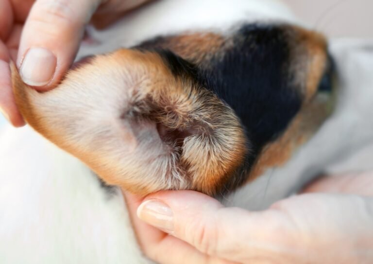 Ooronsteking hond