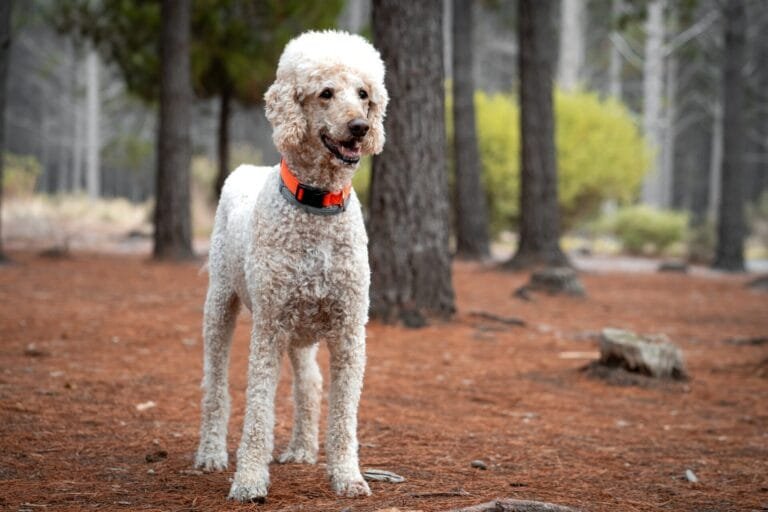 White French poodle dog walking on a wooden path.