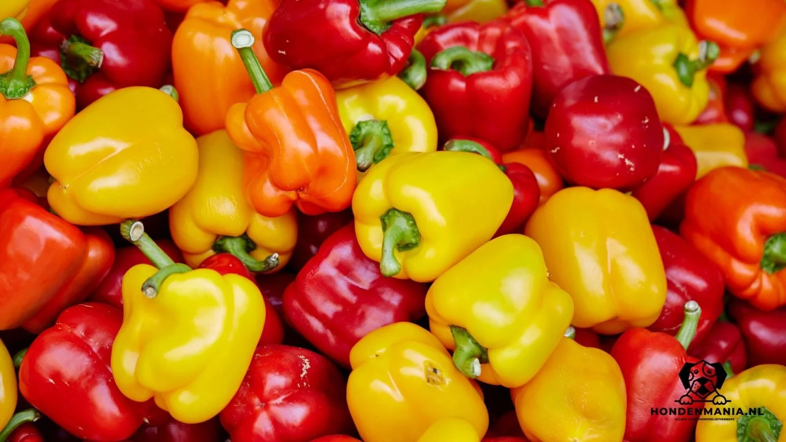 Can a dog eat peppers