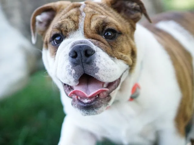 alapaha blue blood bulldog