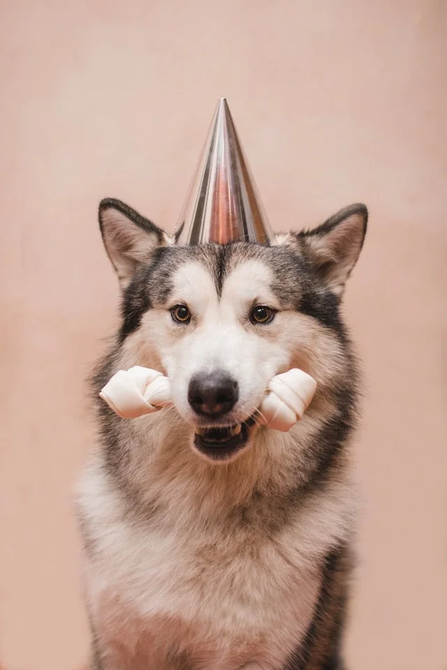 malamute d'alaska