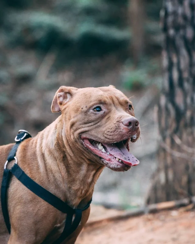 Amerikanische Bulldogge