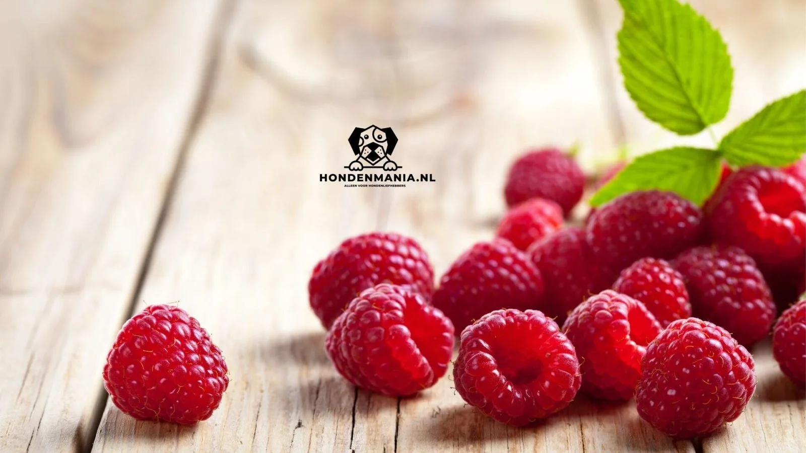 Kann ein Hund Himbeeren essen?