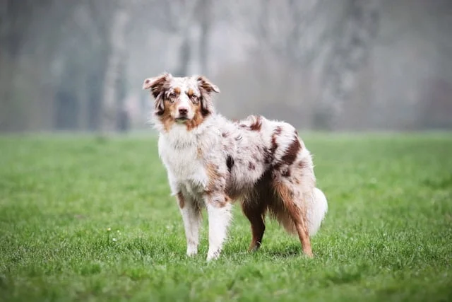 giftig voor honden