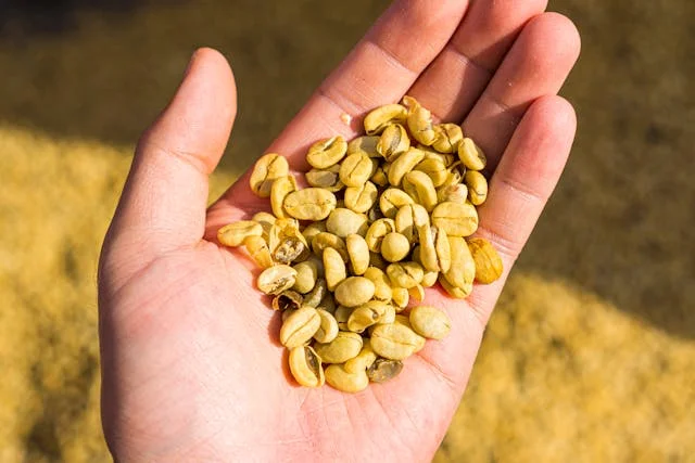 Un chien peut-il manger des haricots ?