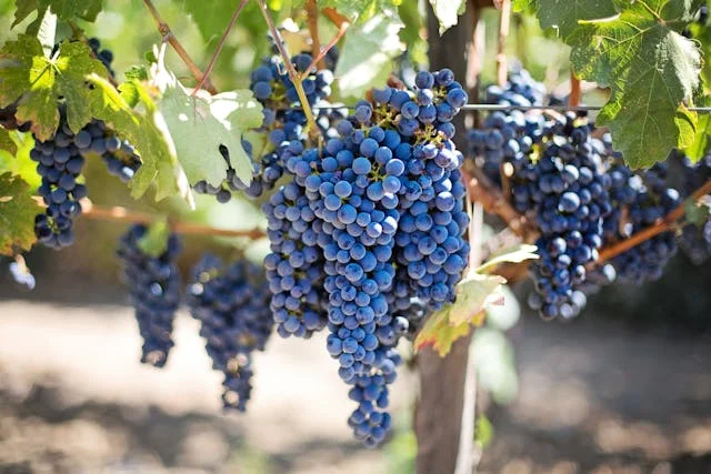 ¿puede un perro comer uvas?