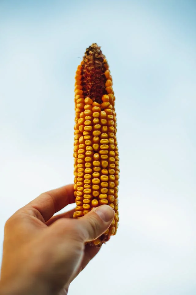 can a dog eat corn