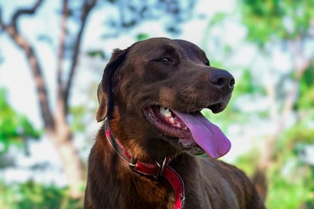 meest geschikte familiehonden
