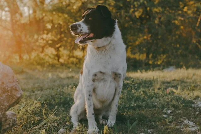niet giftig voor honden